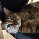 ワイの猫可愛い