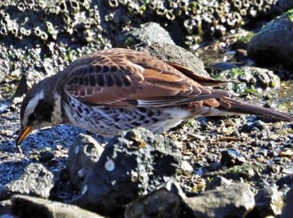 2026年2月3日の野鳥公園