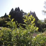 『岩首の棚田で茶摘み!』の画像