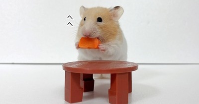 今日のプリン(11/2追記)