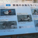 瓢野鳥水鳥はどのくらい？