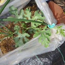 スーの家の自然栽培で家庭菜園12ヶ月