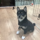 ソックスを履いた柴犬ちゃん🐶