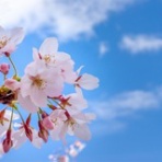 大門整体日記～朝日とともに始まる治療院！