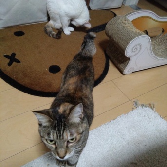 実物のﾈｺﾁｬﾝたちセカンド354