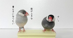 発声練習は「文鳥」で。
