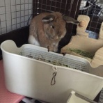 そらとぶうさぎ