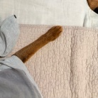 カーディガンの中の住人