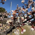 2月2日開花状況