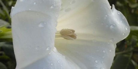 気分は花ラー Hana Rer 安芸の國 日々の花と自然 12