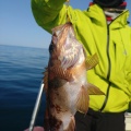 ５月１１日㈪の釣果