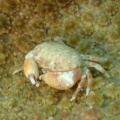 7月9日　ケブカガニ科の1種