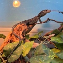 ３階トカゲ新入荷！！