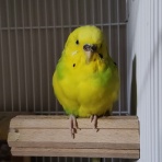 カズナル　～鳥達の襲撃