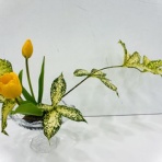 まえらんの混沌の日々　-maela's chaos-