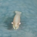 5月20日 フリソデエビ