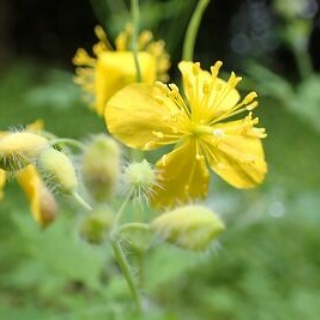 みかん農家のこだわりみかん栽培の日々