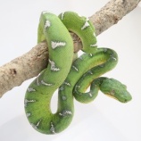 『サービスデー！！木の上からこんにちは。樹上蛇とカメレオン』の画像