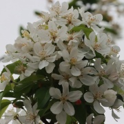 今年も満開になりました♪　～姫リンゴの花～