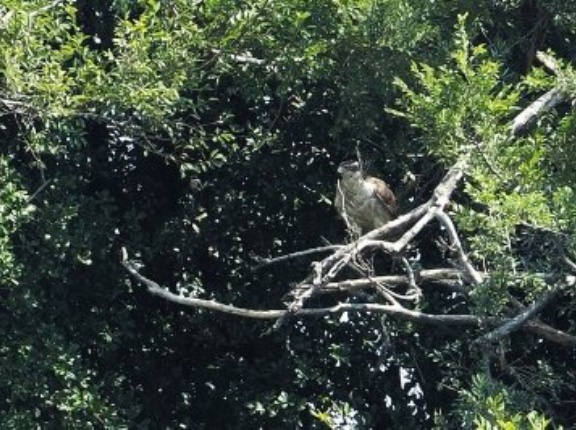 2025年8月3日の野鳥公園