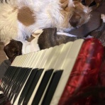 手作り雑貨、アクセサリーそして音楽も素敵【Cocokara】