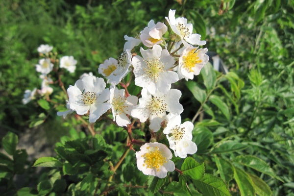 れんげ野原 年05月