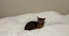 眠い坊が先にベッドに…