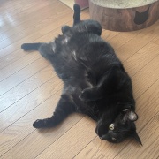 バリバリボウルが大好きな猫たち