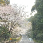 桜のトンネルできました！今日（3/28）桜の開花情報！（長崎市・長与町・諫早市）