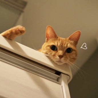キッチンカウンターの猫
