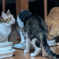 １対３でごはん中
