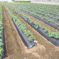 【生育状況】苗植え体験会でのさつまいもの苗が順調に育っています！