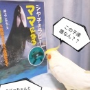 シャチのアースくんに会いたかった