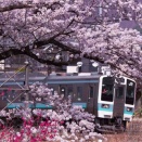 勝沼・桜(211系N602編成)