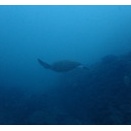 シケ気味ですが、割と綺麗な水中