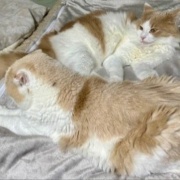 食欲不振のこゆきに寄り添うメルシー