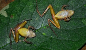 大仰な『死の演技』をするカエルを発見、ブラジル 生き物たちが死んだふりをする、それぞれの理由
