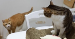 もっと借りたい猫。