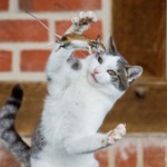 【画像】ネコがネズミを捕まえた結果ｗｗｗ
