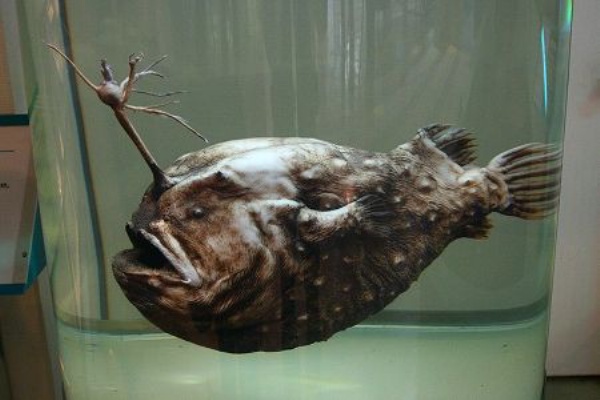 チョウチンアンコウやばい やひログ