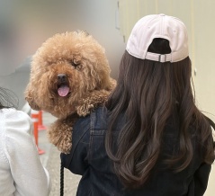 ボンちゃんのトリミングデイと、ちょっと特別な親子時間