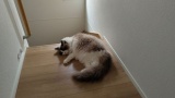 うちの猫をみてくれ（※画像あり）
