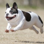 わんわんアイランド淡路島