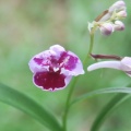 ウチョウラン　初花　華美系