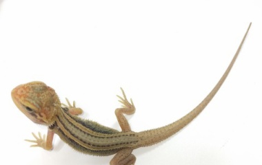 『爬虫類コーナー新入荷情報！』の画像