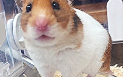 『🐹ピントが合わない』の画像