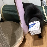 【猫写真】ひとりの時間を楽しみたいスミちゃん