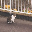 猫に小判を与えたら。 埋蔵金：壱千九百両　こぉ～言ぅ～のもよぉ～わからんっ？