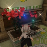 『FF14 おうちのプランターにブライトリリー：レッドとトリテレイア：レッドがきれいに咲きましたヾ(〃^∇^)ﾉ』の画像