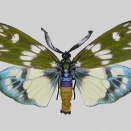 美蛾と美芽（ビガとビガ）